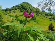 49 Paeonia officinalis- Peonia selvatica-Peonia dello Zucco
